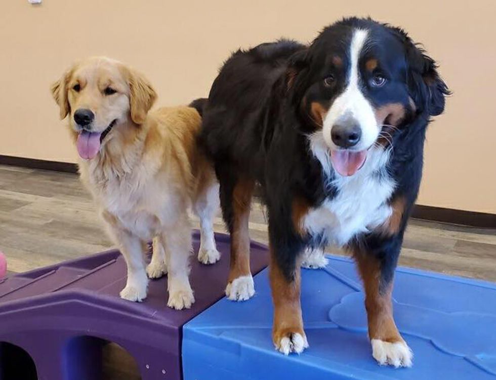 happy dogs at carefree pet resort daycare