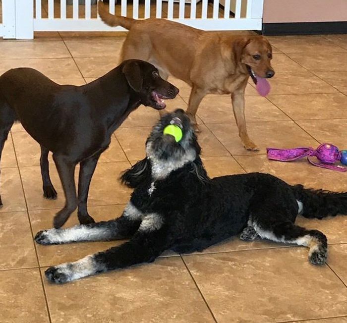 dogs playing with a ball at carefree pet resort