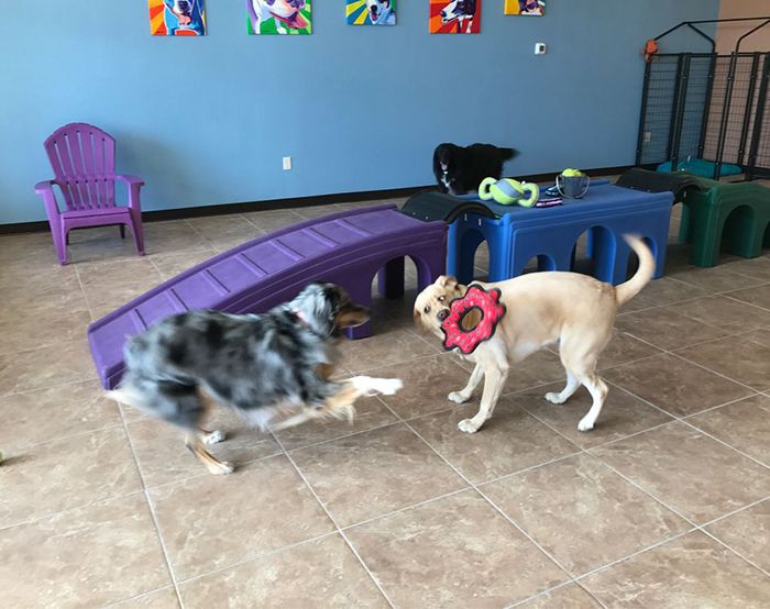 group of dogs playing at carefree pet resort daycare