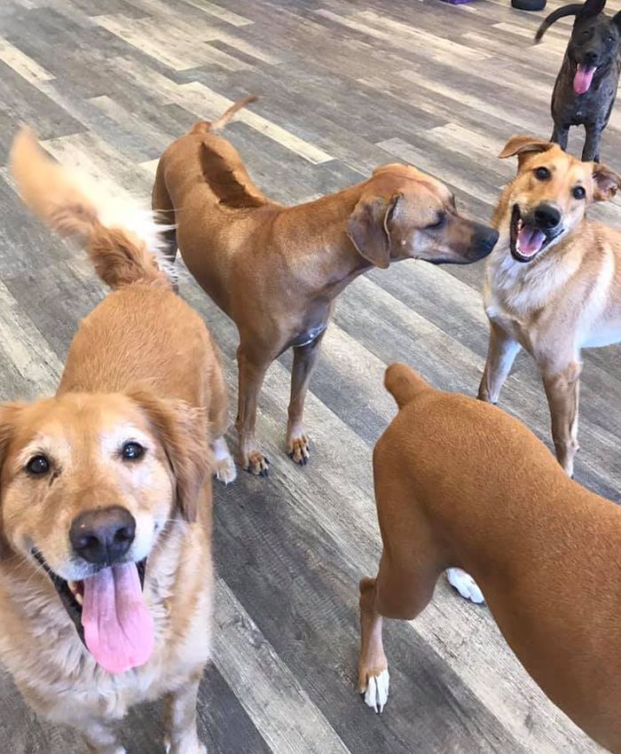 group of happy dogs at carefree pet resort daycare