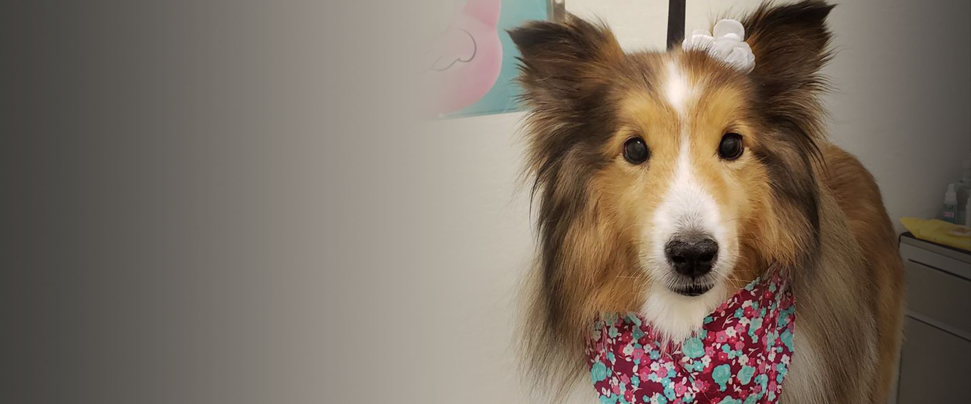 long haired collie dog after cut and bath at carefree pet resort