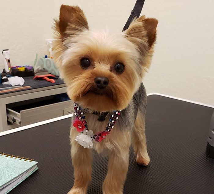 yorkie dog after being groomed at carefree pet resort